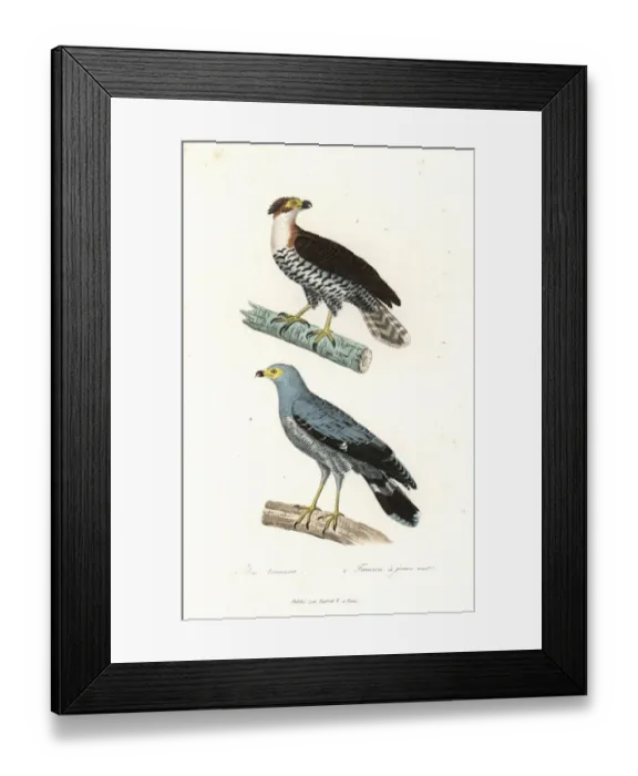 Framed Print : Ornate hawk eagle and African harrier-hawk