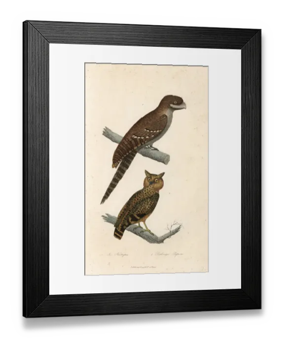 Framed Print : Buffy fish owl and Papuan frogmouth Framed Print : Buffy fish owl and Papuan frogmouth
