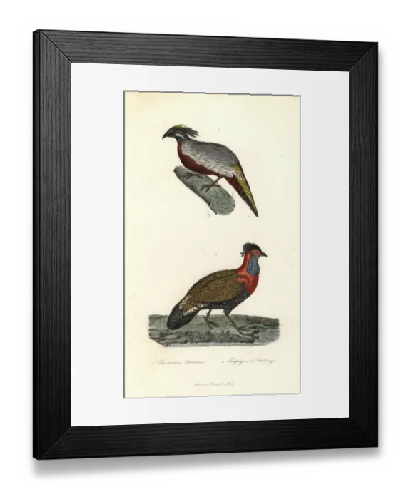 Framed Print : Nepal koklass and western tragopan Framed Print : Nepal koklass and western tragopan