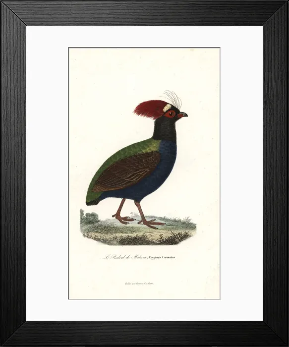 Framed Print : Crested partridge, Rollulus rouloul