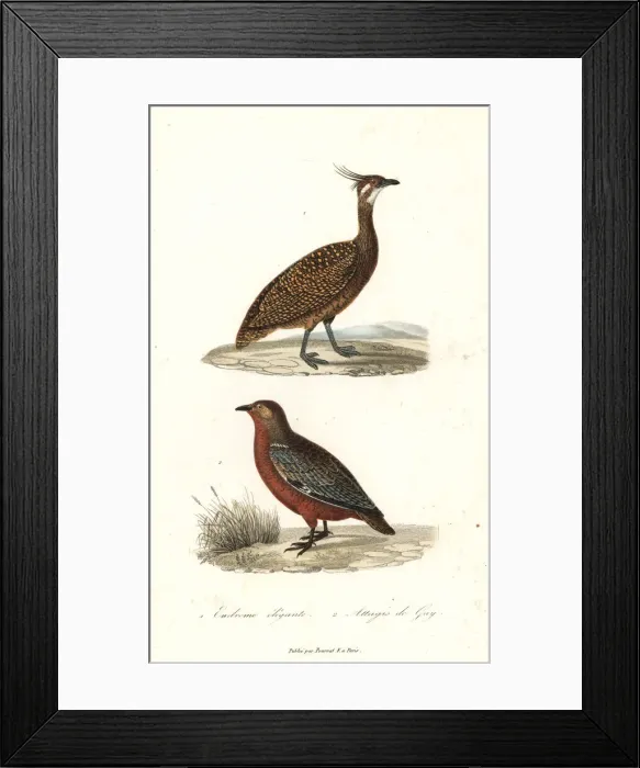 Framed Print : Elegant crested tinamou and rufous-bellied seedsnipe Framed Print : Elegant crested tinamou and rufous-bellied seedsnipe