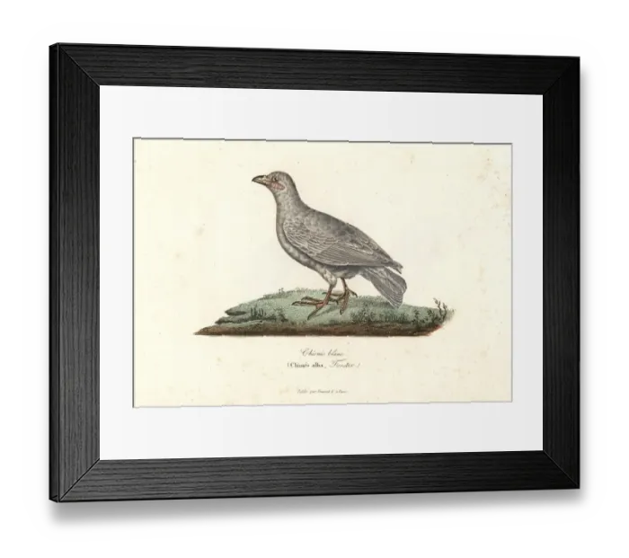 Framed Print : Snowy sheathbill, Chionis albus Framed Print : Snowy sheathbill, Chionis albus