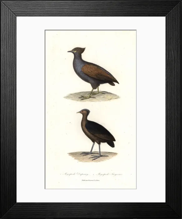 Framed Print : Duperreys scrub fowl and dusky scrub fowl Framed Print : Duperreys scrub fowl and dusky scrub fowl