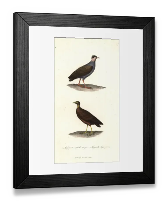 Framed Print : Orange-footed scrubfowl and Micronesian scrubfowl Framed Print : Orange-footed scrubfowl and Micronesian scrubfowl