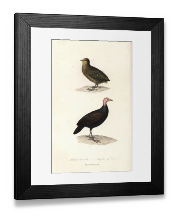 Framed Print : Dusky scrubfowl and red-billed brushturkey Framed Print : Dusky scrubfowl and red-billed brushturkey