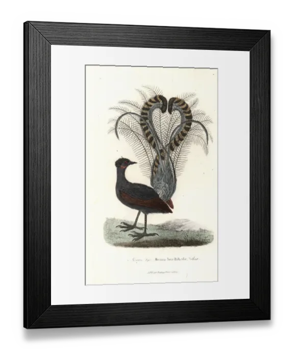 Framed Print : Superb lyrebird, Menura novaehollandiae Framed Print : Superb lyrebird, Menura novaehollandiae