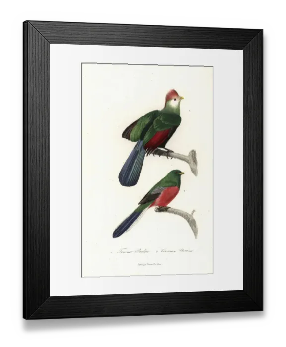 Framed Print : Red-crested turaco and Narina trogon Framed Print : Red-crested turaco and Narina trogon
