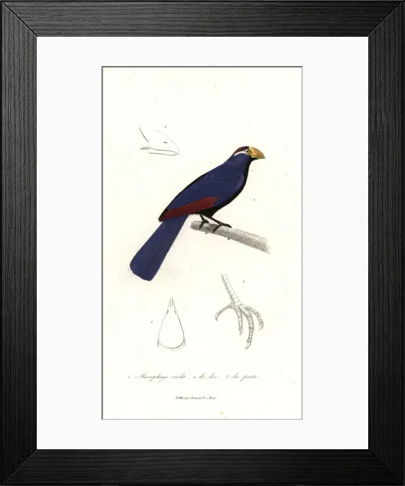 Framed Print : Violet turaco, Musophaga violacea Framed Print : Violet turaco, Musophaga violacea