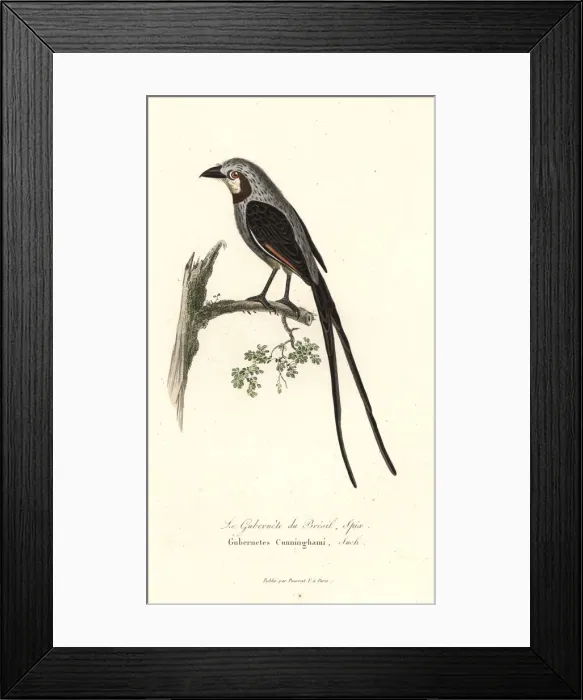 Framed Print : Streamer-tailed tyrant, Gubernetes yetapa Framed Print : Streamer-tailed tyrant, Gubernetes yetapa