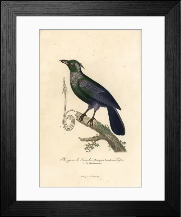 Framed Print : Trumpet manucode, Phonygammus keraudrenii Framed Print : Trumpet manucode, Phonygammus keraudrenii