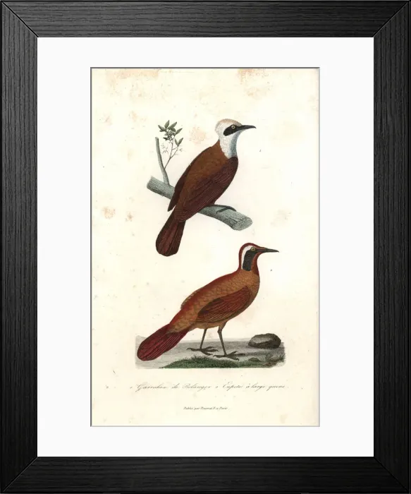 Framed Print : White-crested laughingthrush and Malaysian rail-babbler Framed Print : White-crested laughingthrush and Malaysian rail-babbler