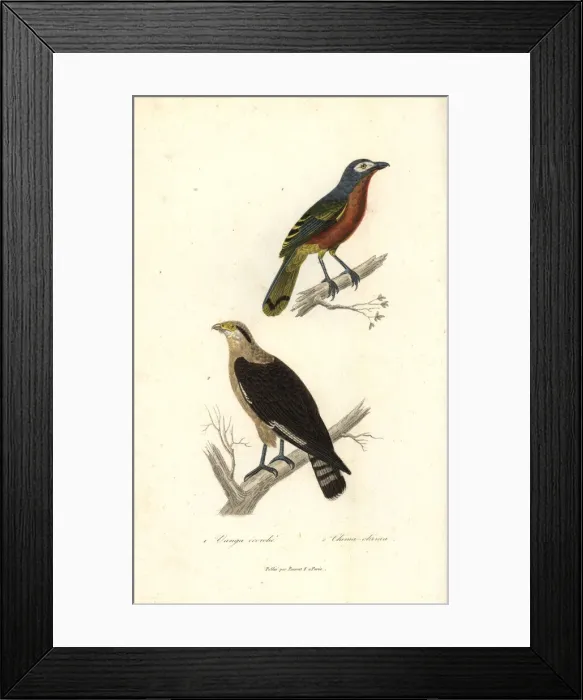 Framed Print : Fiery-breasted bushshrike and yellow-headed caracara Framed Print : Fiery-breasted bushshrike and yellow-headed caracara