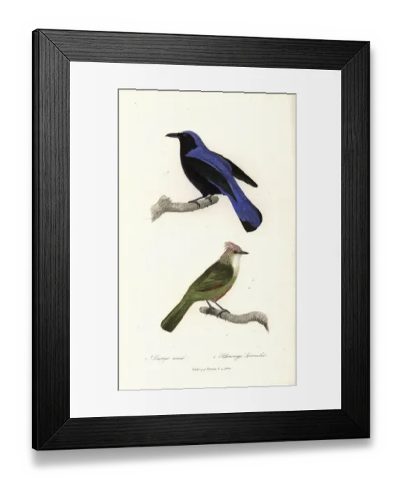 Framed Print : Baliccasiao and crested gallito Framed Print : Baliccasiao and crested gallito