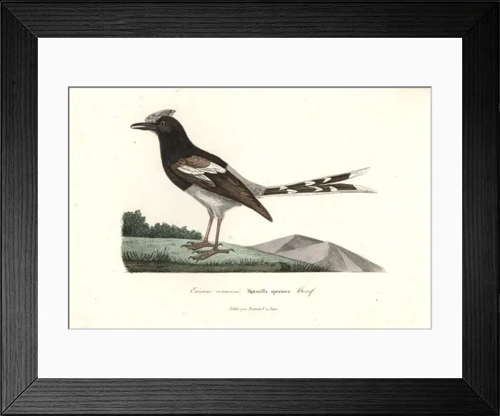 Framed Print : Bornean forktail, Enicurus borneensis Framed Print : Bornean forktail, Enicurus borneensis