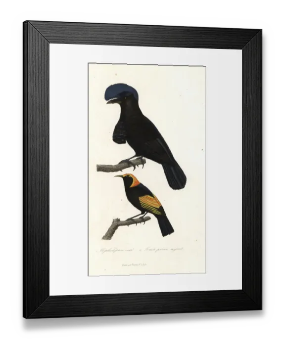 Framed Print : Amazonian umbrellabird and regent bowerbird Framed Print : Amazonian umbrellabird and regent bowerbird