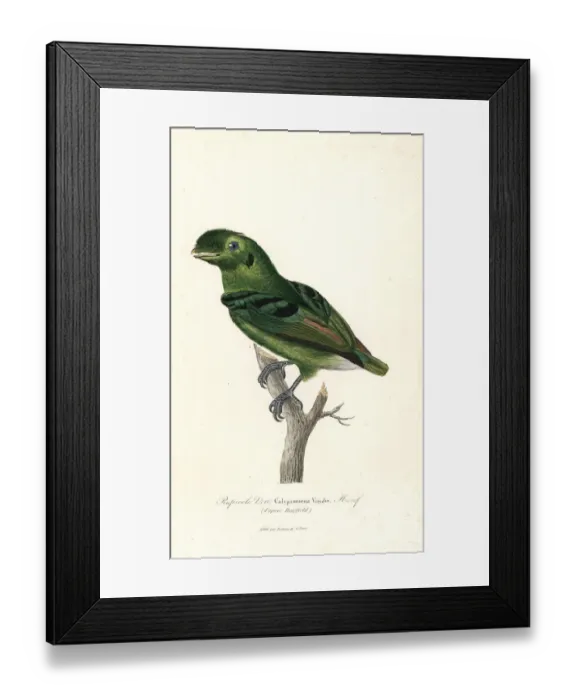 Framed Print : Green broadbill, Calyptomena viridis Framed Print : Green broadbill, Calyptomena viridis