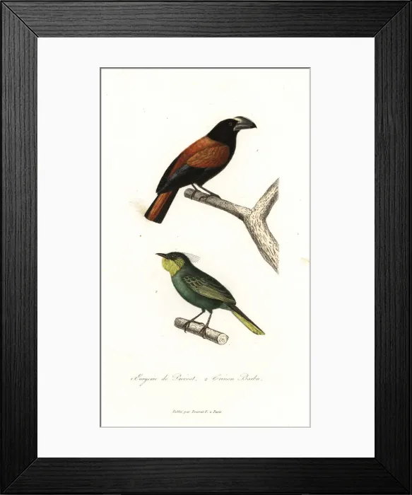 Framed Print : Helmet vanga, Euryceros prevostii, and bearded Framed Print : Helmet vanga, Euryceros prevostii, and bearded