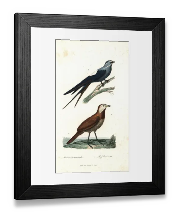 Framed Print : Moustached treeswift and moustached turca Framed Print : Moustached treeswift and moustached turca