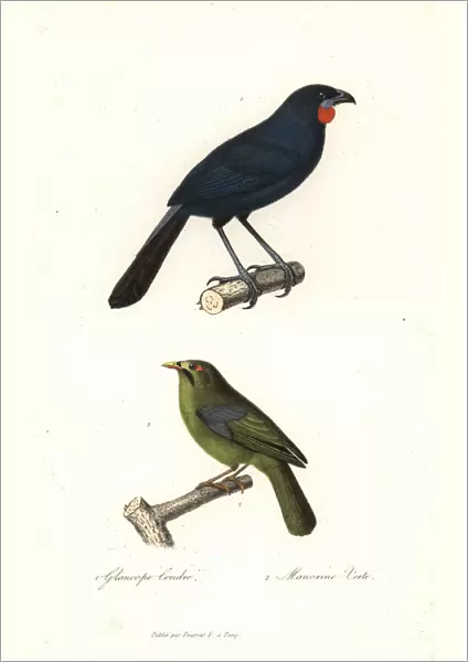 South Island kokako (extinct) and bell miner