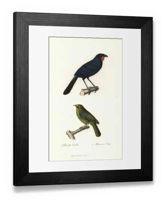 Framed Print : South Island kokako (extinct) and bell miner Framed Print : South Island kokako (extinct) and bell miner
