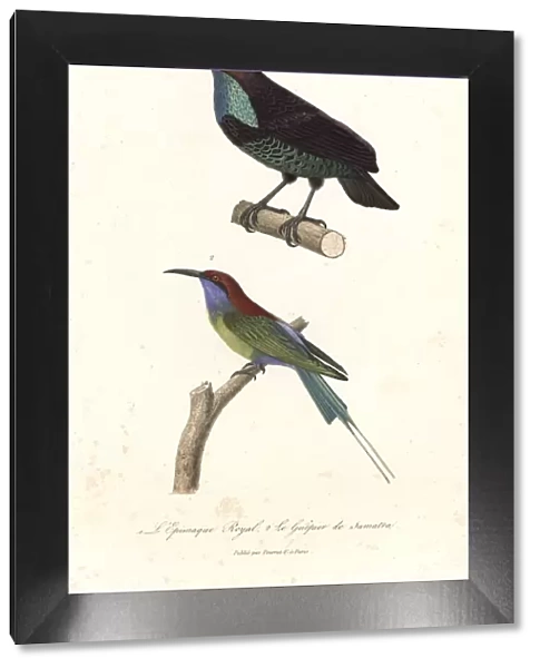 Paradise riflebird and blue-throated bee-eater