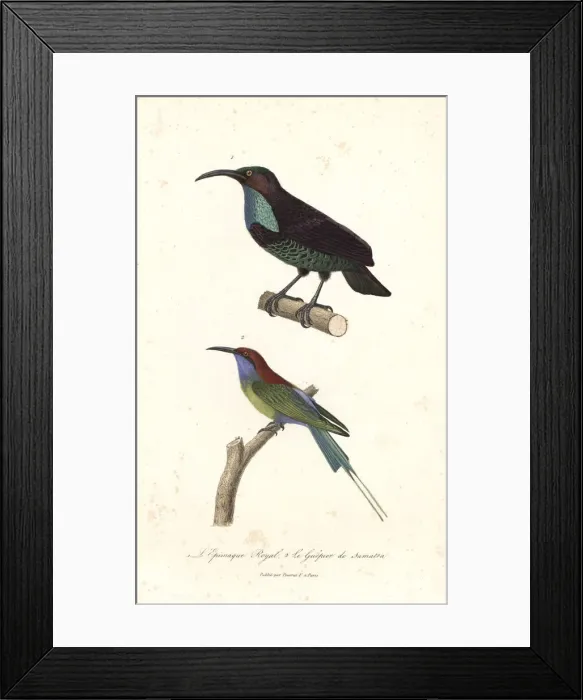 Framed Print : Paradise riflebird and blue-throated bee-eater Framed Print : Paradise riflebird and blue-throated bee-eater