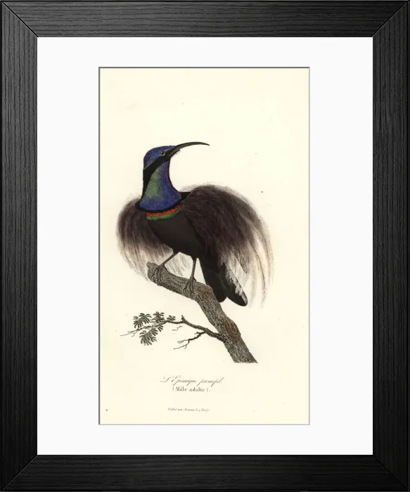 Framed Print : Magnificent riflebird, Ptiloris magnificus Framed Print : Magnificent riflebird, Ptiloris magnificus