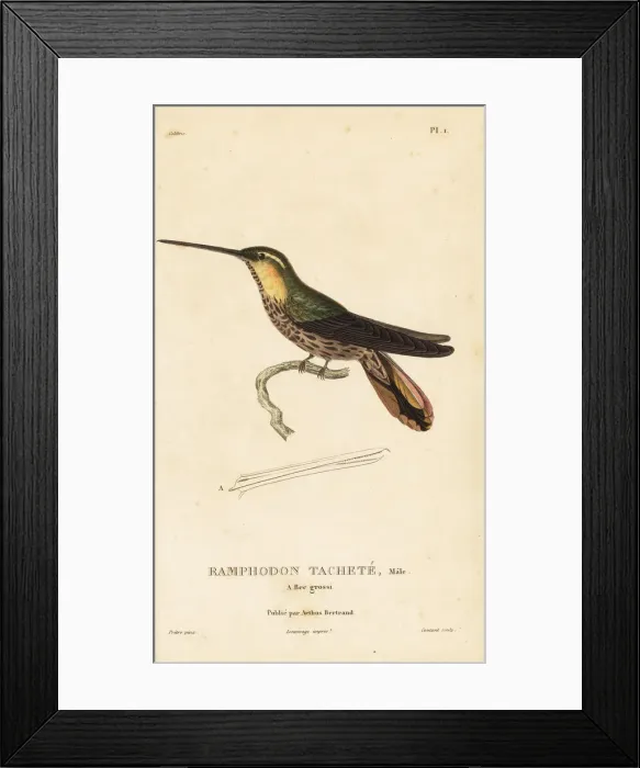Framed Print : Saw-billed hermit, Ramphodon naevius Framed Print : Saw-billed hermit, Ramphodon naevius