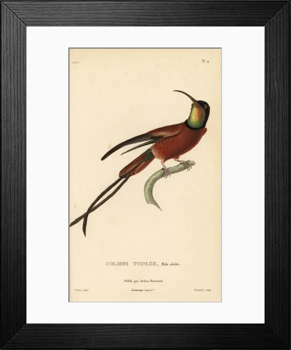 Framed Print : Crimson topaz, Topaza pella Framed Print : Crimson topaz, Topaza pella
