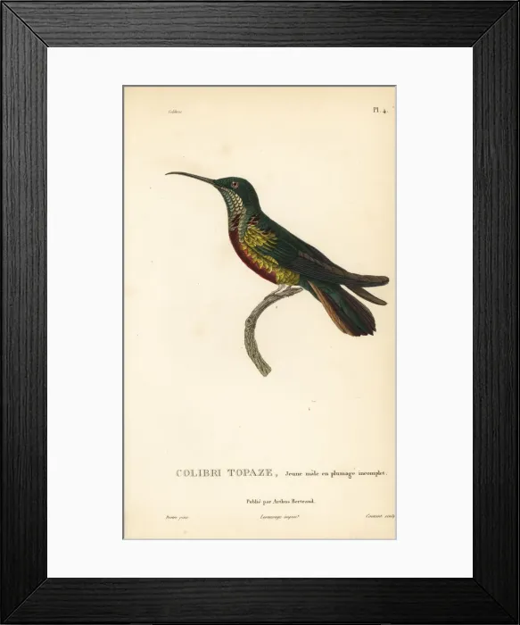 Framed Print : Crimson topaz, Topaza pella, juvenile male Framed Print : Crimson topaz, Topaza pella, juvenile male