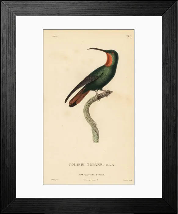 Framed Print : Crimson topaz, Topaza pella, female Framed Print : Crimson topaz, Topaza pella, female