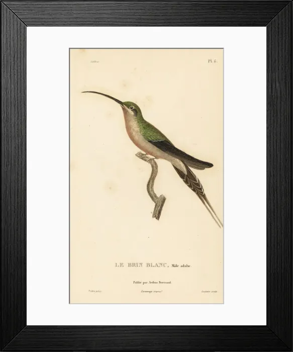 Framed Print : Long-tailed hermit, Phaethornis superciliosus. Male adult Framed Print : Long-tailed hermit, Phaethornis superciliosus. Male adult