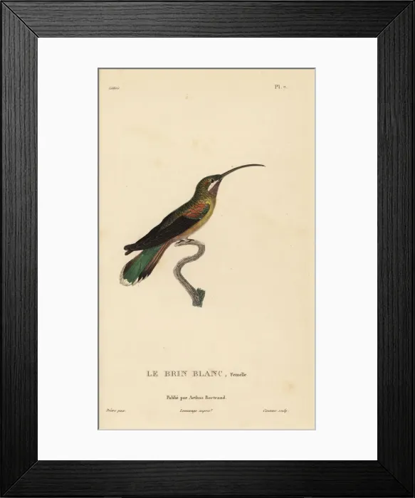 Framed Print : Long-tailed hermit, Phaethornis superciliosus. Female Framed Print : Long-tailed hermit, Phaethornis superciliosus. Female
