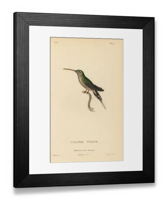 Framed Print : Dusky-throated hermit, Phaethornis squalidus Framed Print : Dusky-throated hermit, Phaethornis squalidus