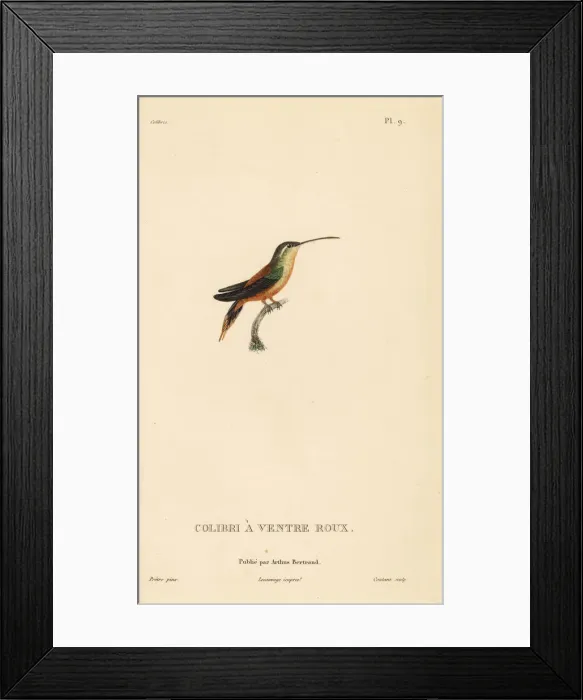 Framed Print : Rufous-breasted hermit, Glaucis hirsutus (Trochilus Framed Print : Rufous-breasted hermit, Glaucis hirsutus (Trochilus