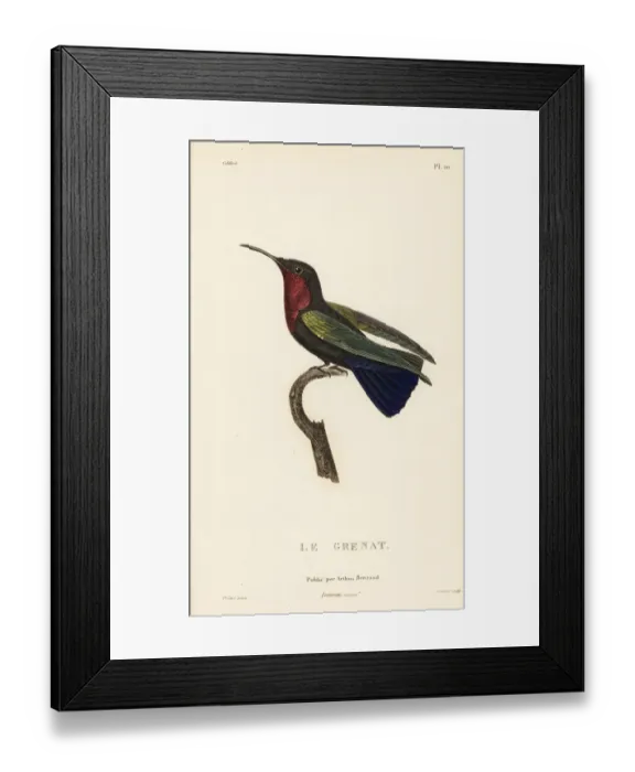 Framed Print : Purple-throated carib, Eulampis jugularis, male Framed Print : Purple-throated carib, Eulampis jugularis, male