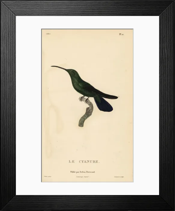 Framed Print : Green mango hummingbird, Anthracothorax viridis. Male Framed Print : Green mango hummingbird, Anthracothorax viridis. Male