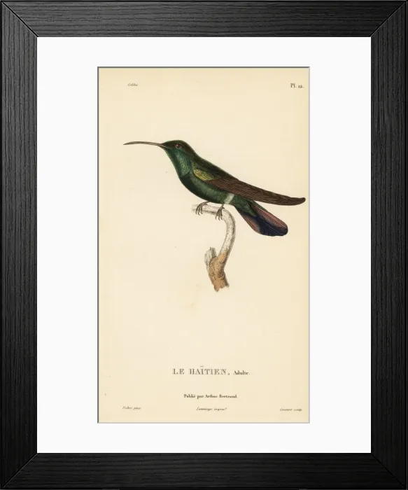 Framed Print : Green-throated mango, Anthracothorax viridigula. Adult male Framed Print : Green-throated mango, Anthracothorax viridigula. Adult male