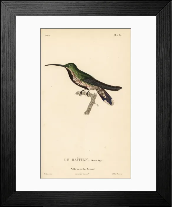 Framed Print : Green-throated mango, Anthracothorax viridigula Framed Print : Green-throated mango, Anthracothorax viridigula