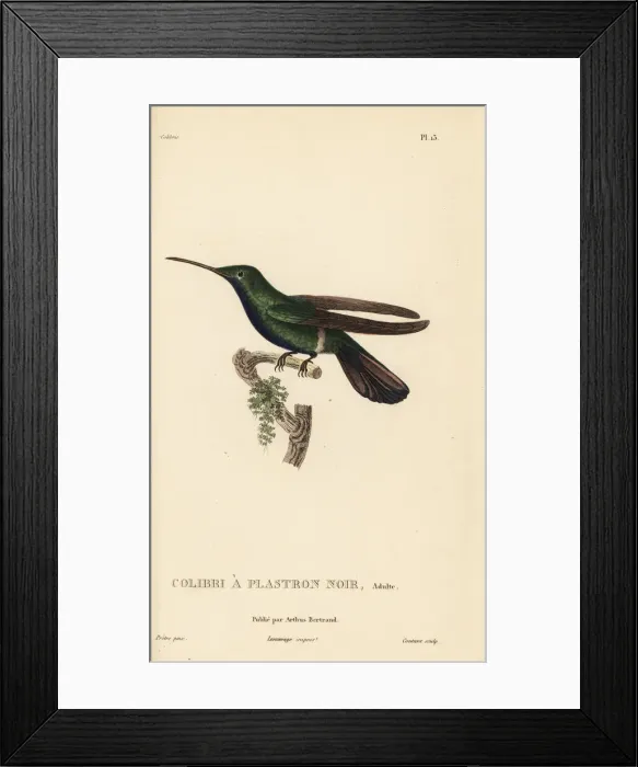 Framed Print : Black-throated mango, Anthracothorax nigricollis Framed Print : Black-throated mango, Anthracothorax nigricollis