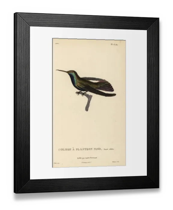 Framed Print : Black-throated mango, Anthracothorax nigricollis. Juvenile Framed Print : Black-throated mango, Anthracothorax nigricollis. Juvenile