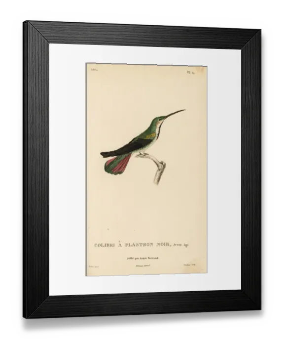 Framed Print : Black-throated mango, Anthracothorax nigricollis. Juvenile Framed Print : Black-throated mango, Anthracothorax nigricollis. Juvenile