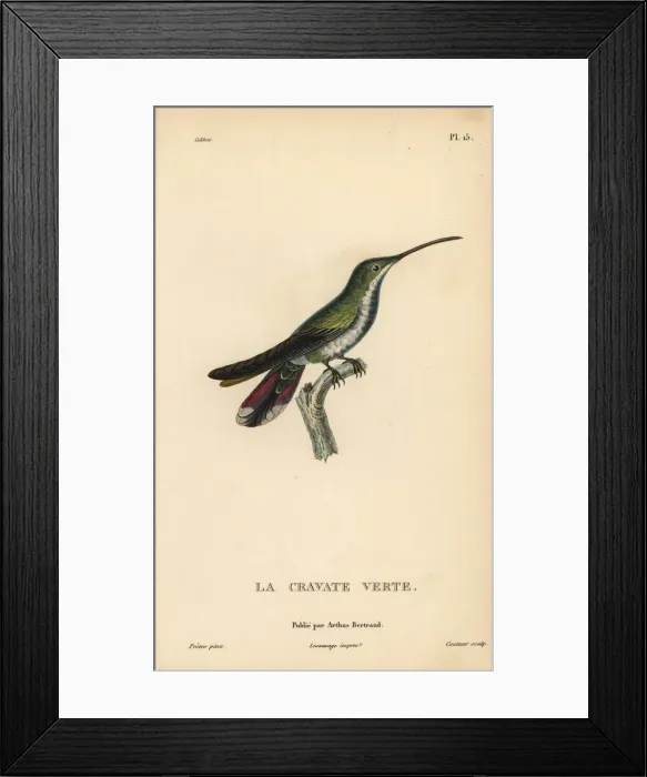 Framed Print : Green-throated mango, Anthracothorax viridigula Framed Print : Green-throated mango, Anthracothorax viridigula