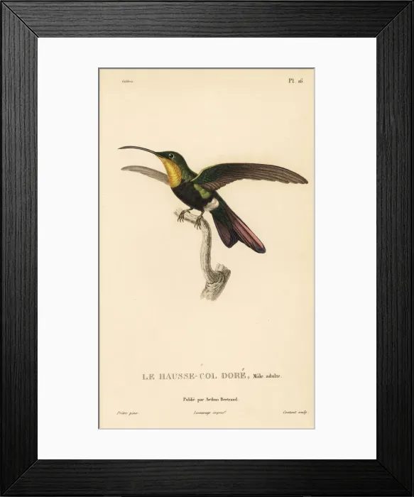 Framed Print : Antillean mango, Anthracothorax dominicus Framed Print : Antillean mango, Anthracothorax dominicus