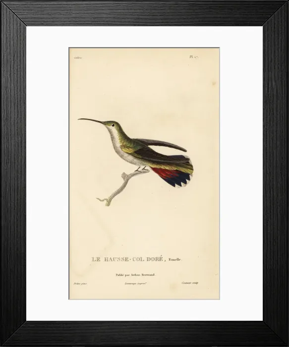 Framed Print : Antillean mango, Anthracothorax dominicus aurulentus. Female Framed Print : Antillean mango, Anthracothorax dominicus aurulentus. Female