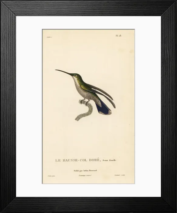 Framed Print : Antillean mango, Anthracothorax dominicus