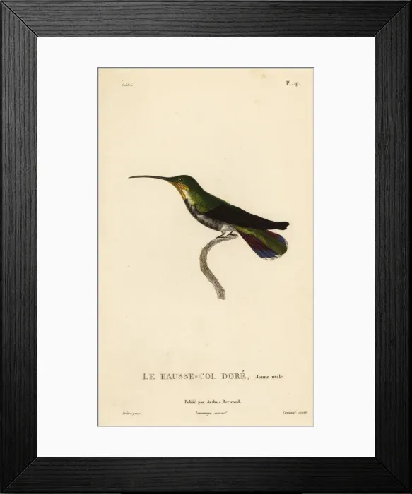 Framed Print : Antillean mango, Anthracothorax dominicus Framed Print : Antillean mango, Anthracothorax dominicus