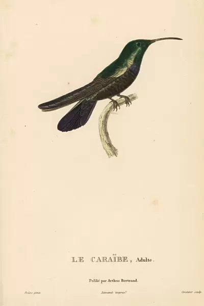 Green-throated carib, Eulampis holosericeus. Male adult
