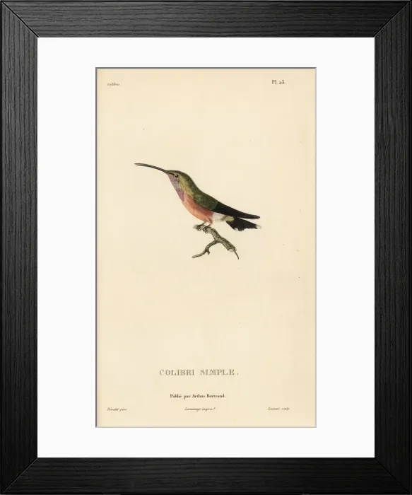 Framed Print : Lucifer sheartail, Calothorax lucifer Framed Print : Lucifer sheartail, Calothorax lucifer