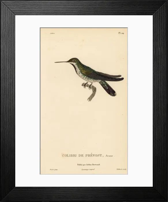 Framed Print : Green-breasted mango, Anthracothorax prevostii. Juvenile Framed Print : Green-breasted mango, Anthracothorax prevostii. Juvenile